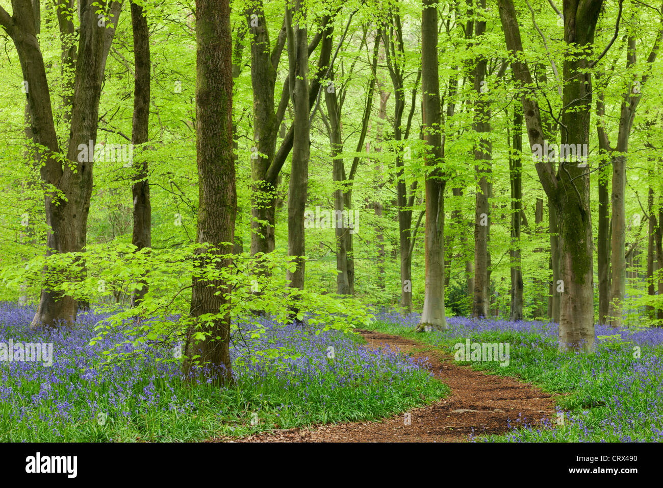 Bluebell un tappeto in un bosco di faggio, West boschi, Wiltshire, Inghilterra. Molla (Maggio 2012). Foto Stock