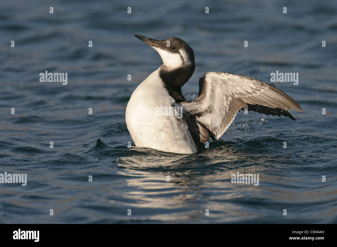 Guillemot Comune o Comune (murre Uria aalge) in inverno piumaggio. Isole Shetland. Ottobre. Foto Stock
