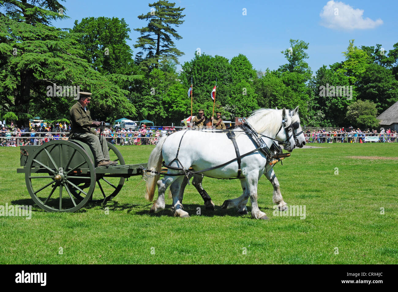 Due cavalli Percheron tirando I Guerra Mondiale water carrier. Display del Weald and Downland Open Air Museum Singleton. Foto Stock
