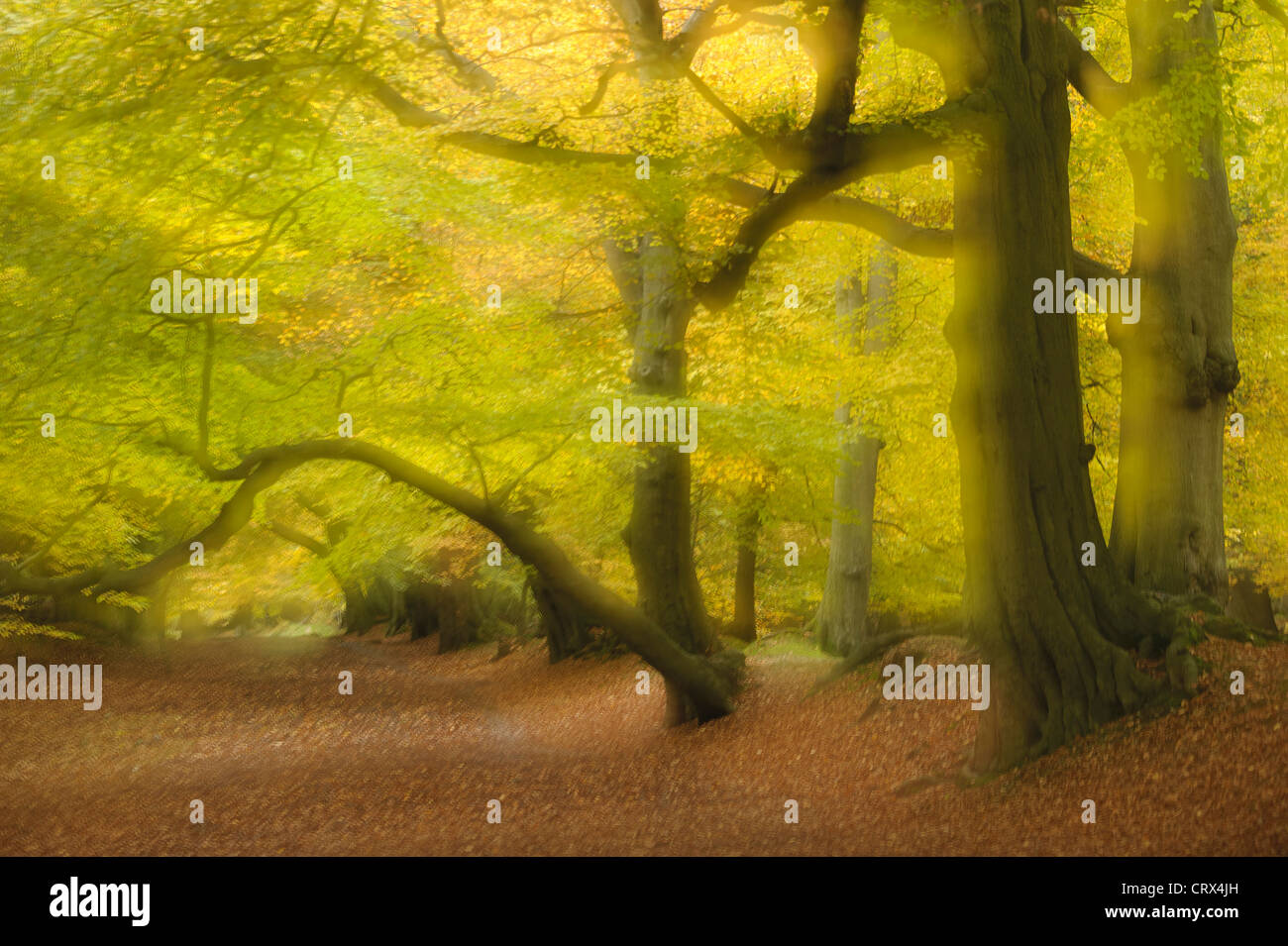 Soft focus vista di faggi e foglie di autunno a Ashridge foresta nel Hertfordshire, Inghilterra. Ottobre. Foto Stock