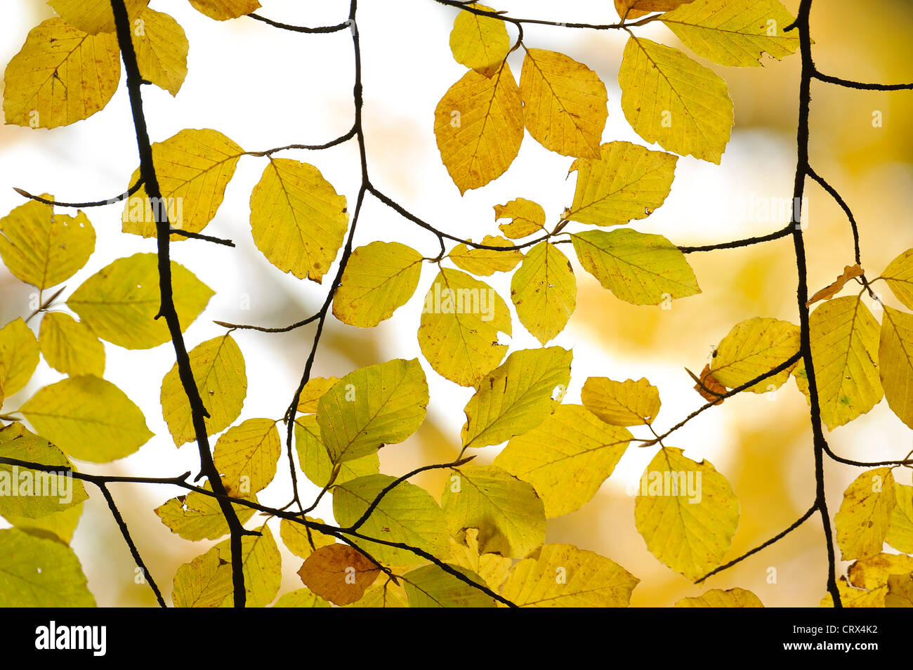 In autunno le foglie di faggio (Fagus sylvatica) a Ashridge foresta nel Hertfordshire, Inghilterra. Ottobre. Foto Stock