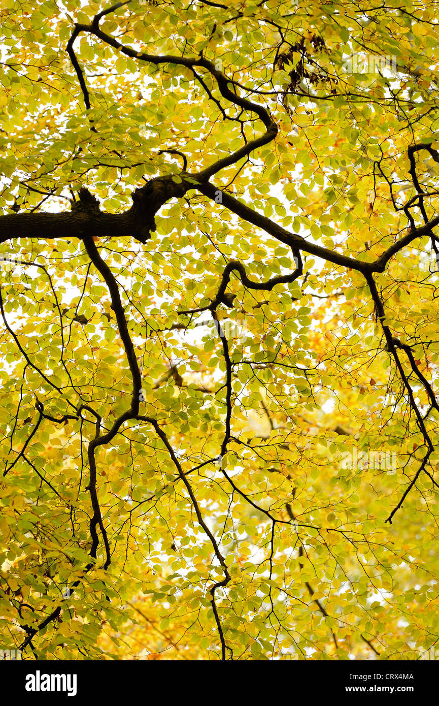 Rami in autunno e foglie di faggio (Fagus sylvatica) a Ashridge foresta nel Hertfordshire, Inghilterra. Ottobre. Foto Stock