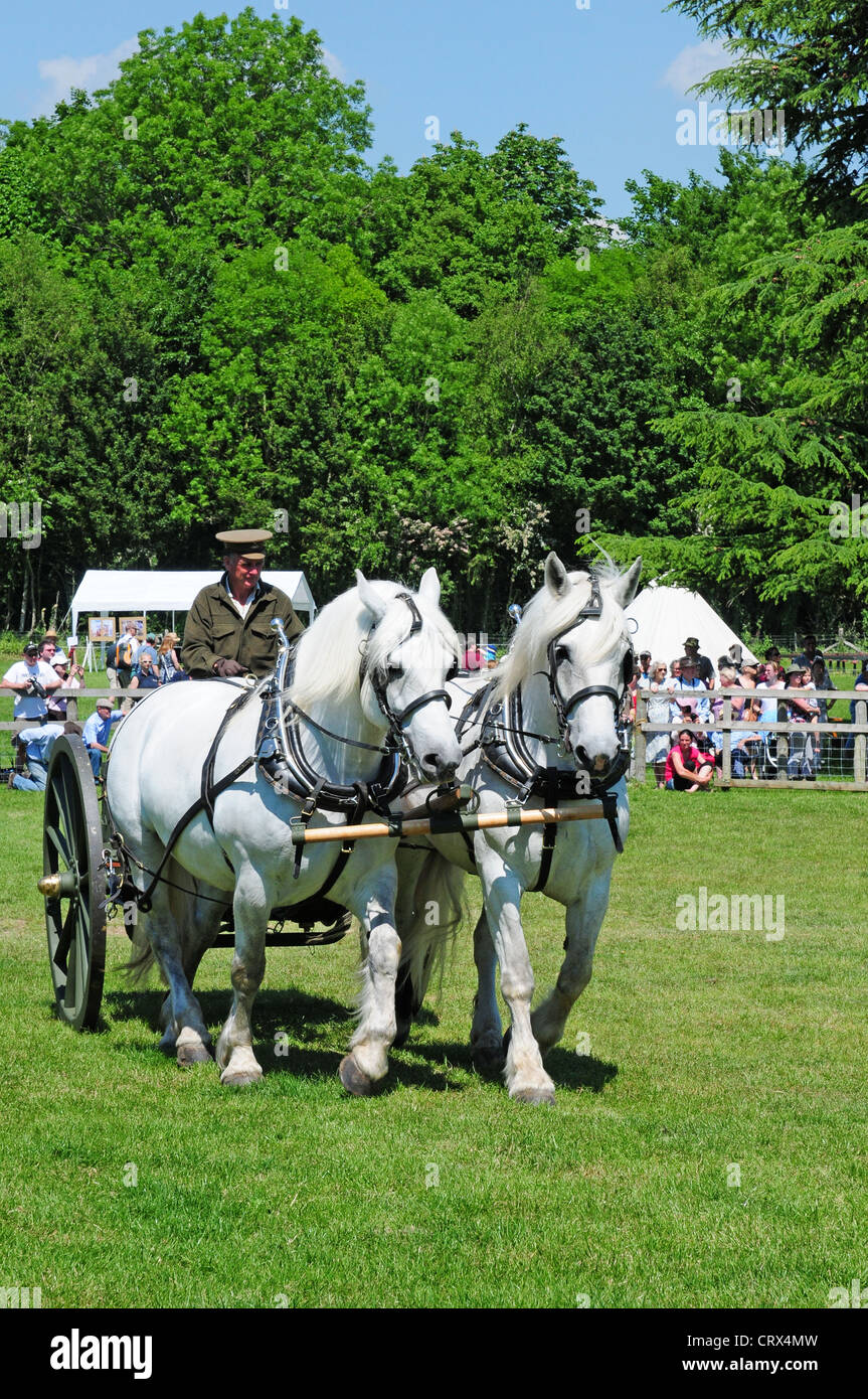 Due cavalli Percheron tirando I Guerra Mondiale water carrier. Display del Weald and Downland Open Air Museum Singleton. Foto Stock