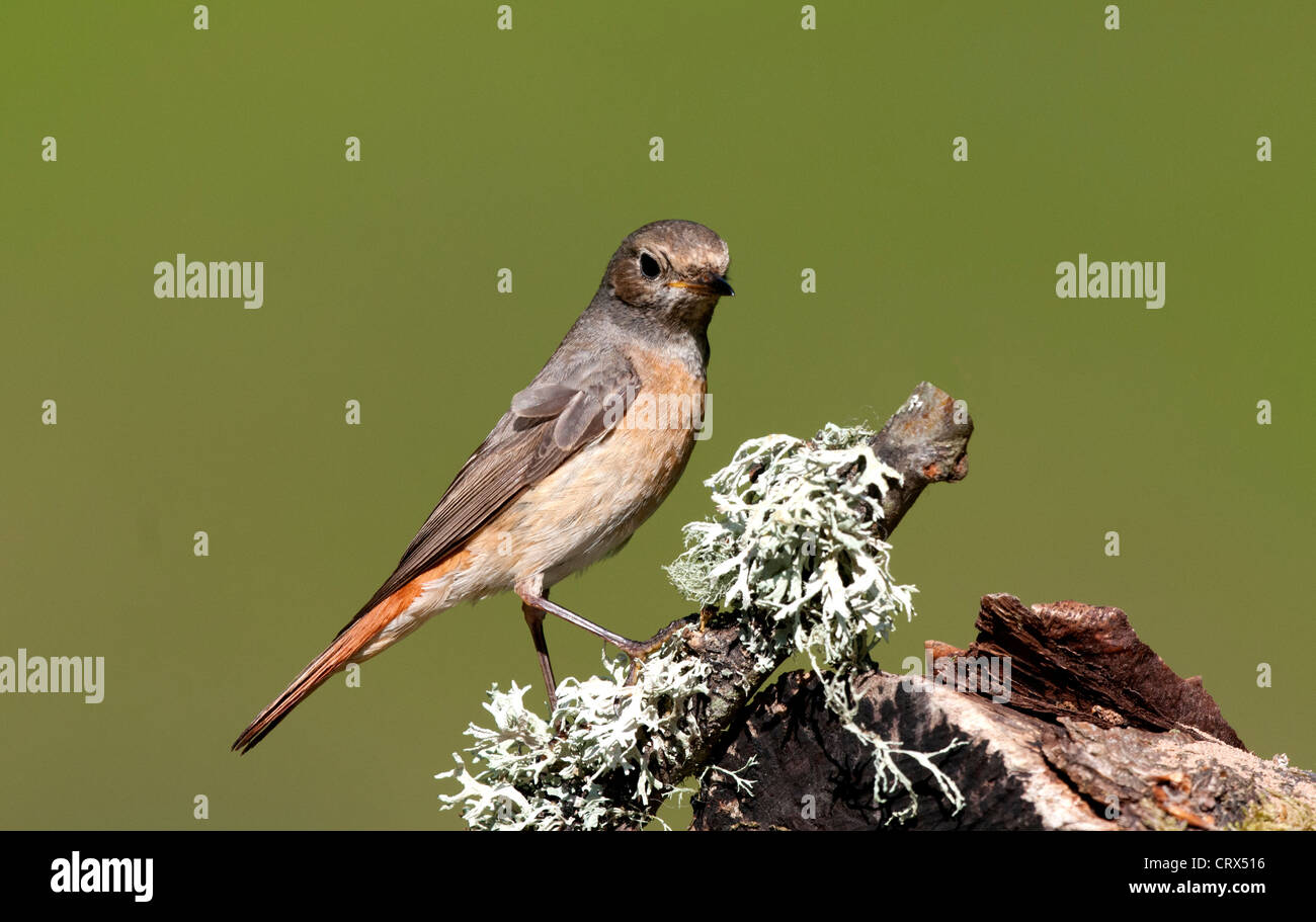 Una femmina redstart appollaiato su un ramo Foto Stock