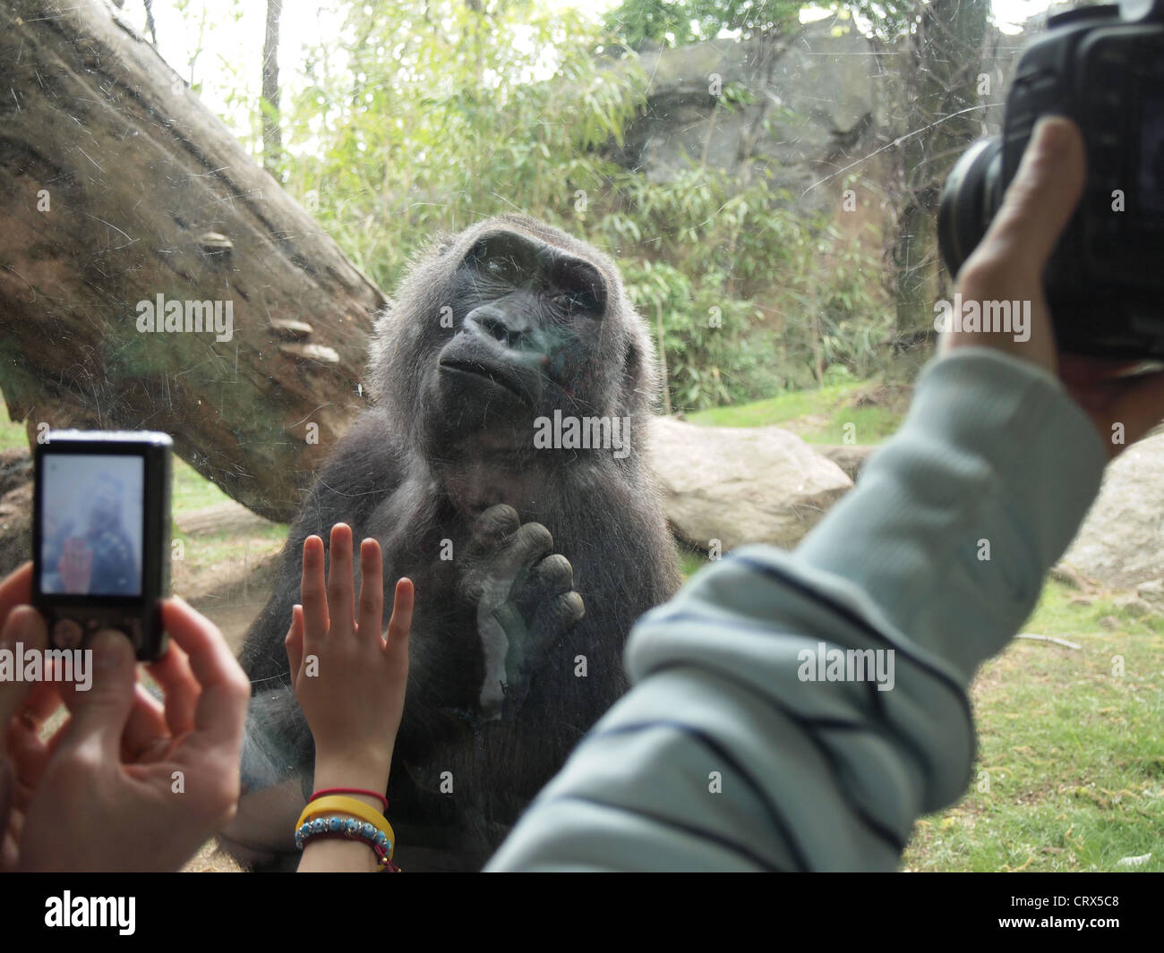 I visitatori di fotografare gorilla in Congo Gorilla di foresta, Bronx Zoo, Bronx, New York STATI UNITI D'AMERICA, 18 aprile 2012, © Katharine Andriotis Foto Stock