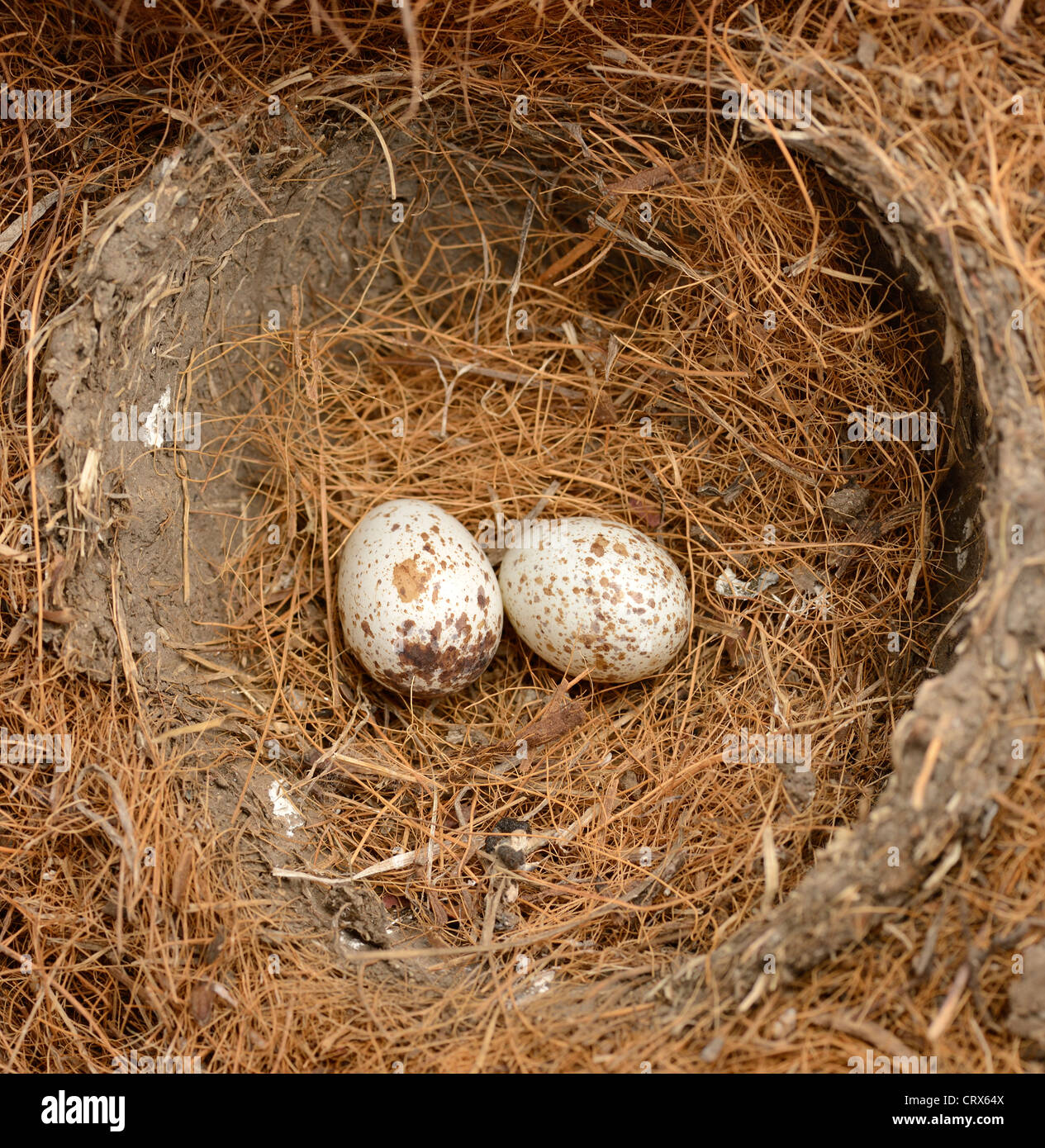 Il Cardinale uova di uccello nel nido Foto Stock