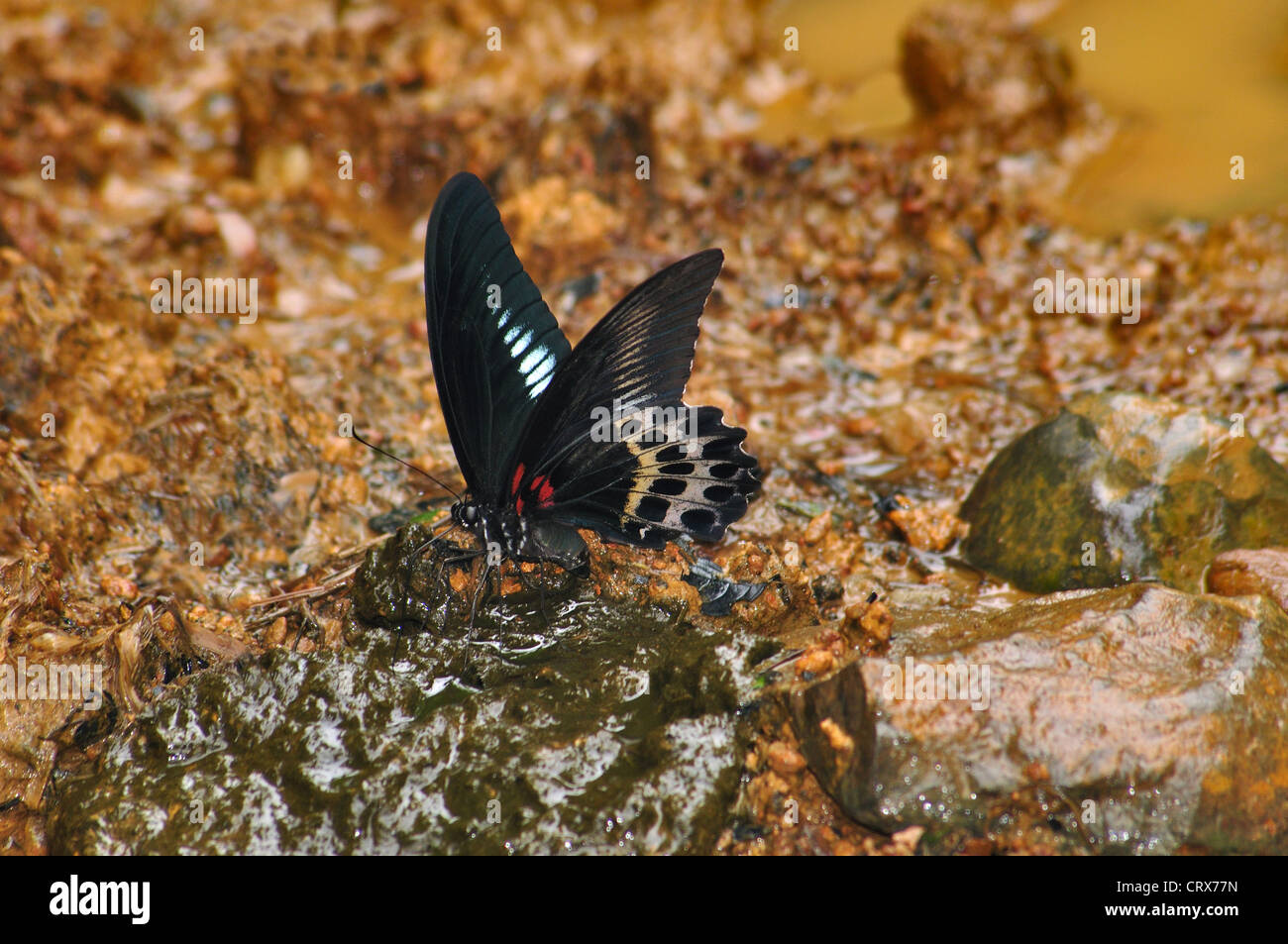 Comune Atrophaneura ROSE (Pachliopta aristolochiae). Papilionidae : Swallowtails butterfly Foto Stock