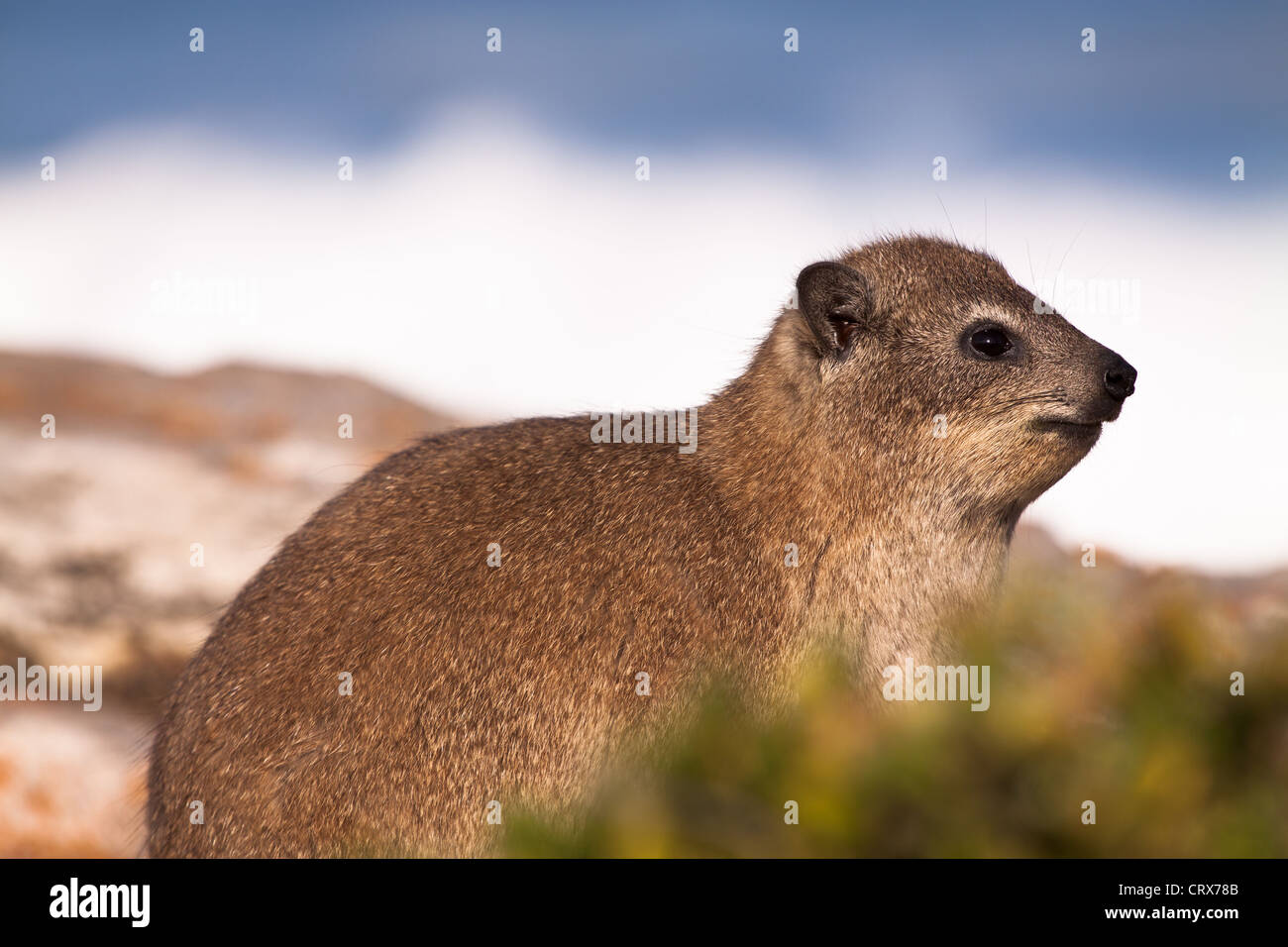 Rock hyrax o dassie seduti sulle rocce al litorale con le onde visibili in background Foto Stock