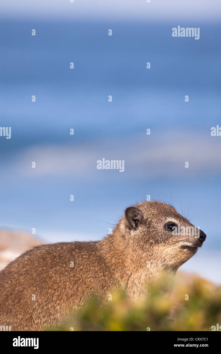 Rock hyrax o dassie seduti sulle rocce al litorale con l'oceano visibile in background Foto Stock