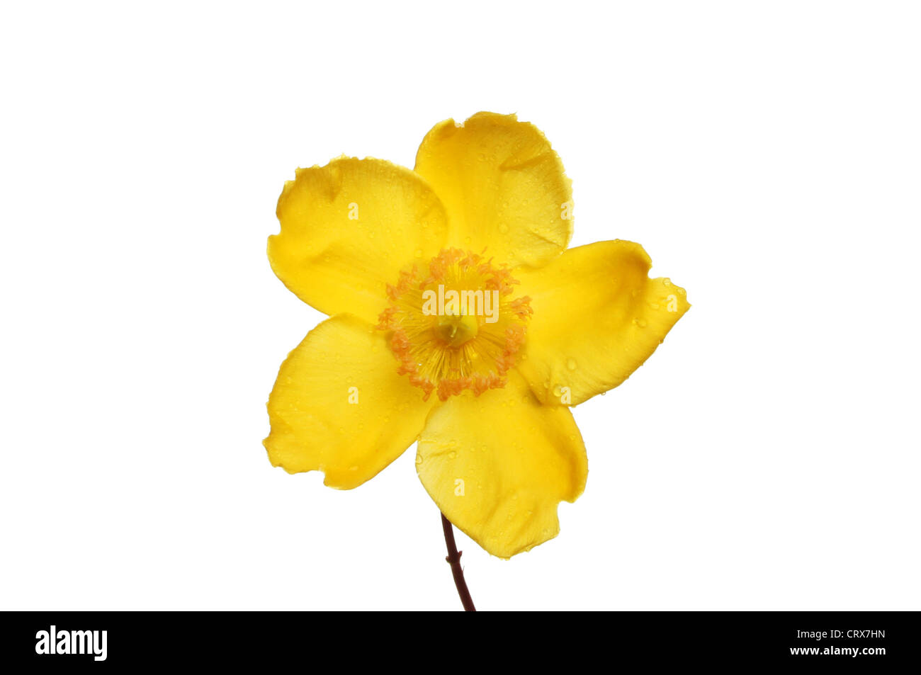 Hypericum giallo, rosa di Sharon, fiore isolata contro bianco Foto Stock