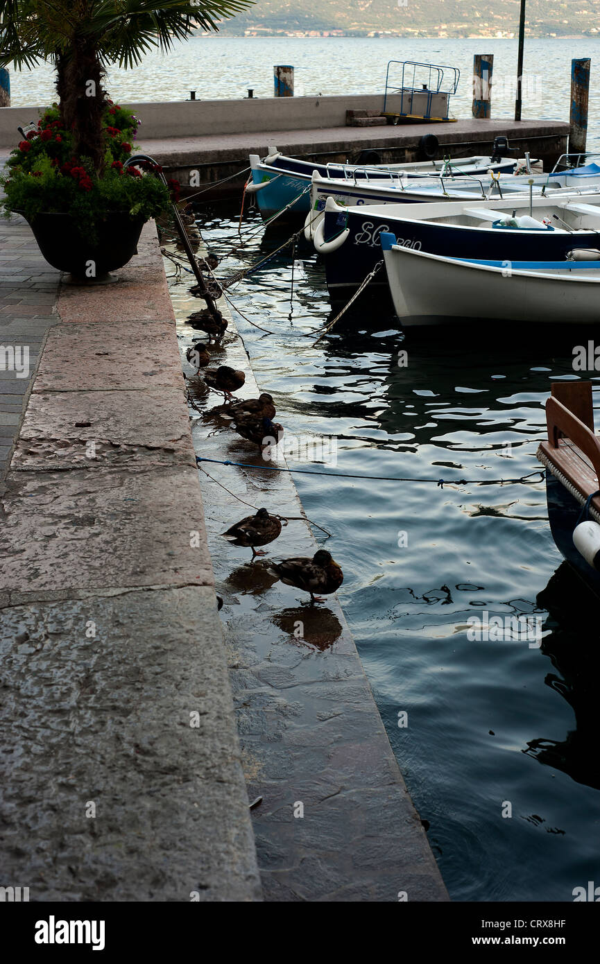 Fila di anatre, Limone sul Garda Lombardia Italia Foto Stock