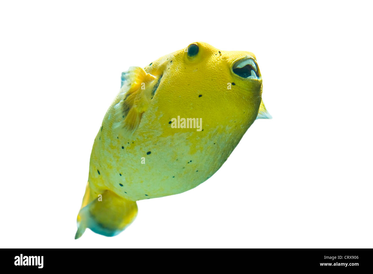 Golden Pufferfish ,Arothron citrinellus, in uno sfondo bianco Foto Stock