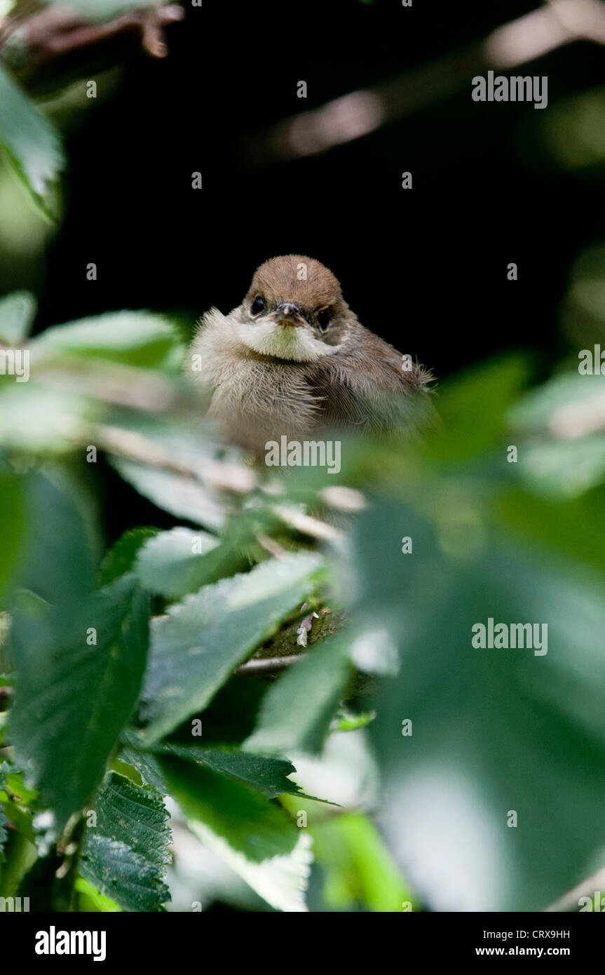 Wren (Troglodytes troglodytes) Foto Stock