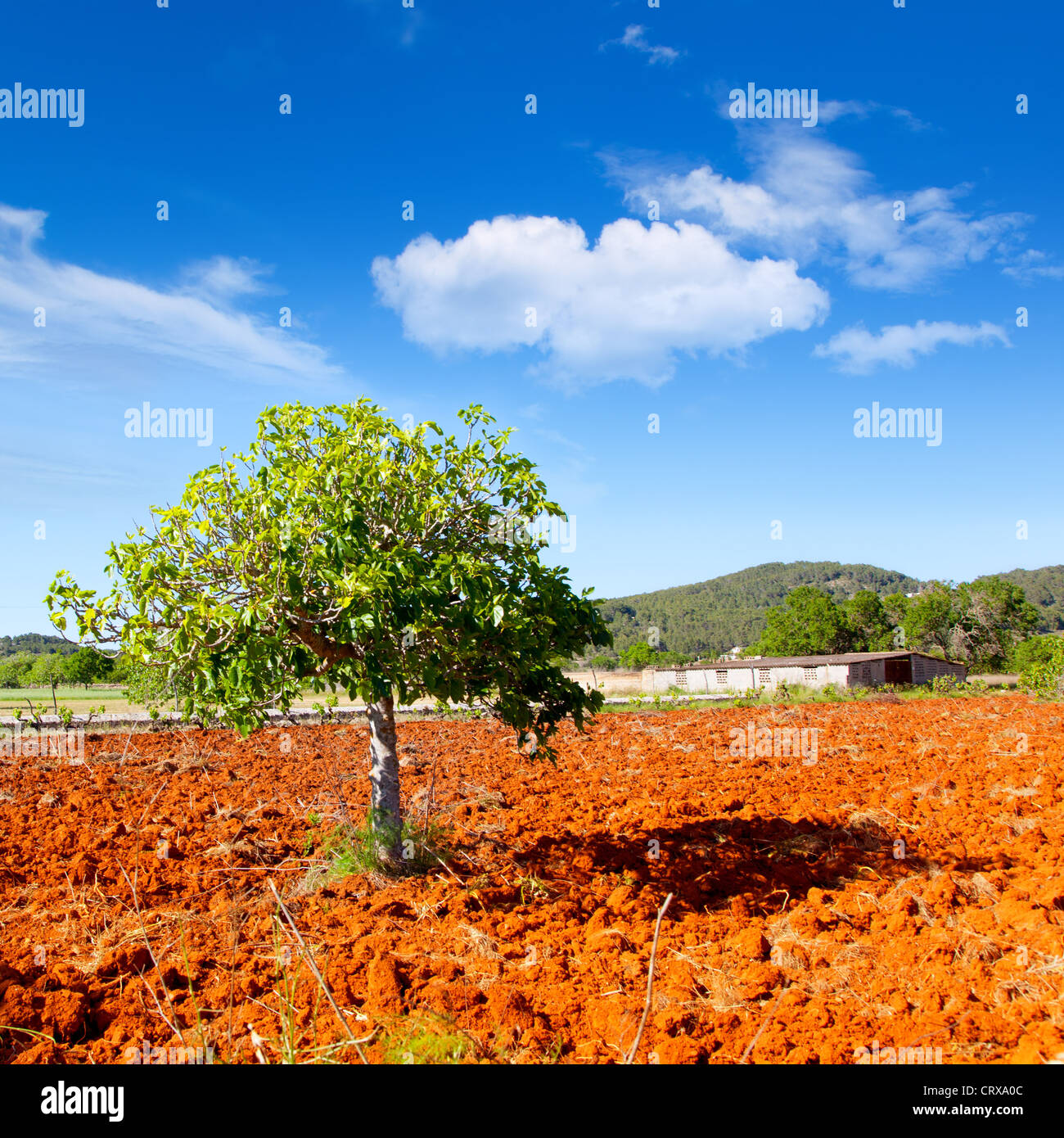 Ibiza agricoltura mediterranea con albero di fico su rosso argilla del suolo Foto Stock