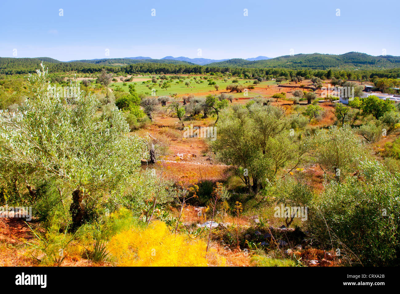 Isola di Ibiza paesaggio con campi di agricoltura su rosso argilla del suolo Foto Stock