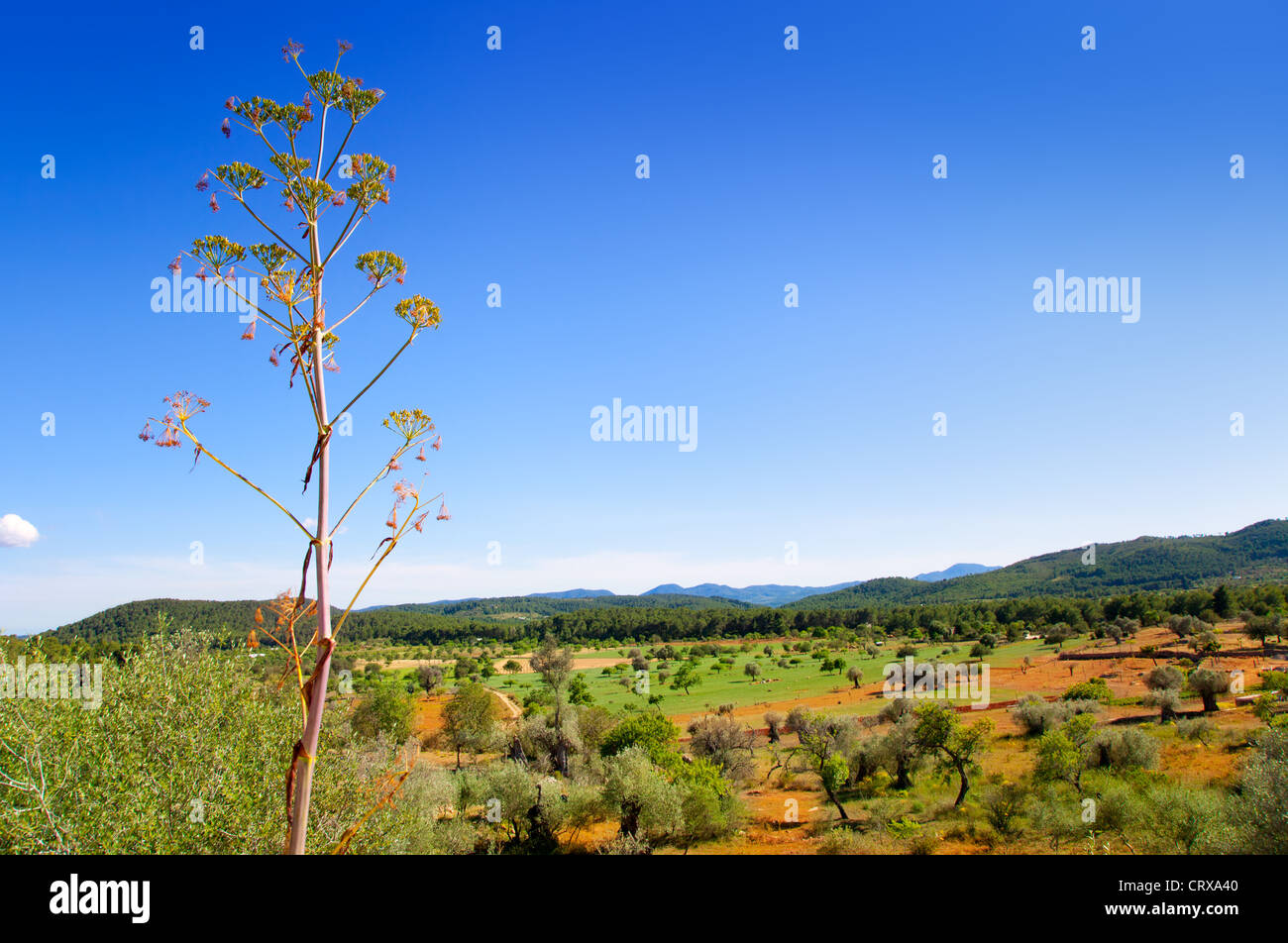 Isola di Ibiza paesaggio con campi di agricoltura su rosso argilla del suolo Foto Stock