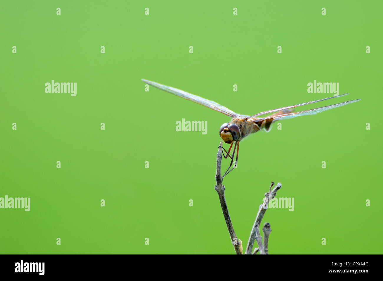 Dragonfly damselfly (specie sconosciute) ramoscello di presa Foto Stock