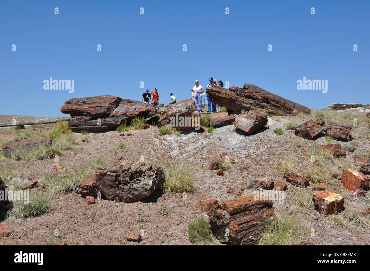 Parco Nazionale della Foresta Pietrificata, Arizona, Stati Uniti d'America Foto Stock