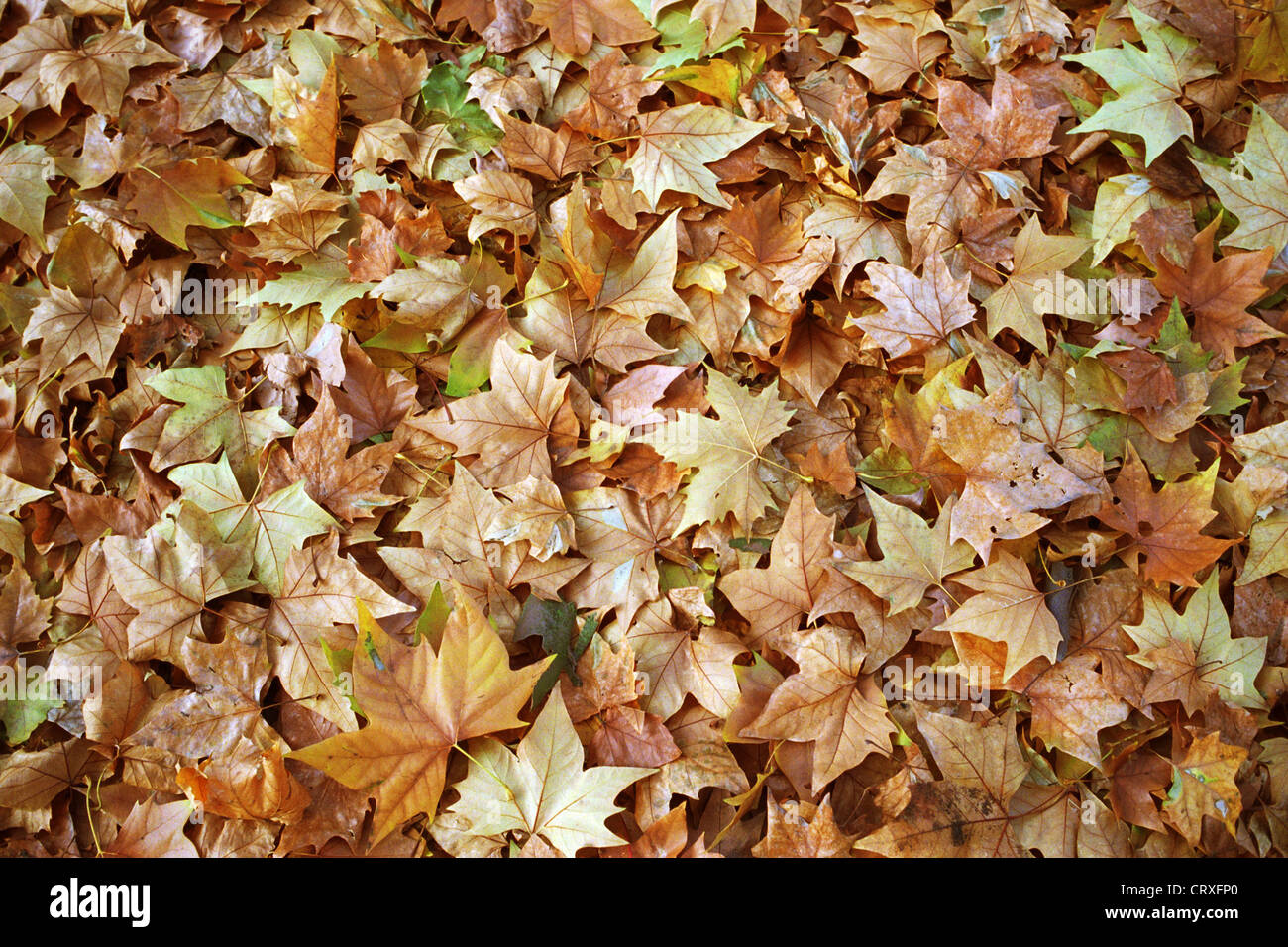 Simbolo Herbstblaetter foto Foto Stock