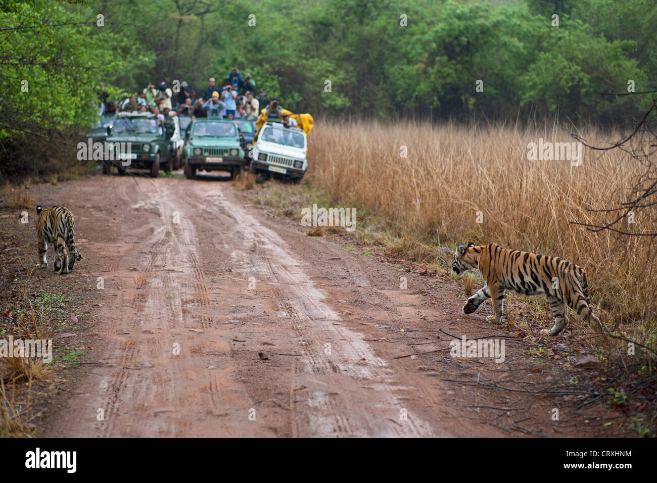 Telia cuccioli di tigre in il monsone prati di Telia regione al Tadoba foresta, India. ( Panthera Tigirs ) Foto Stock