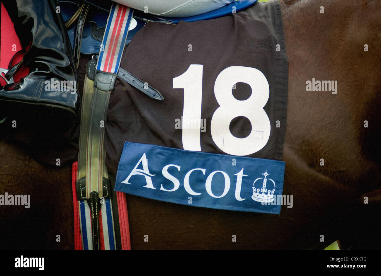 Primo piano di numero 18 una tela di sella, su un cavallo di baia a Royal Ascot Foto Stock