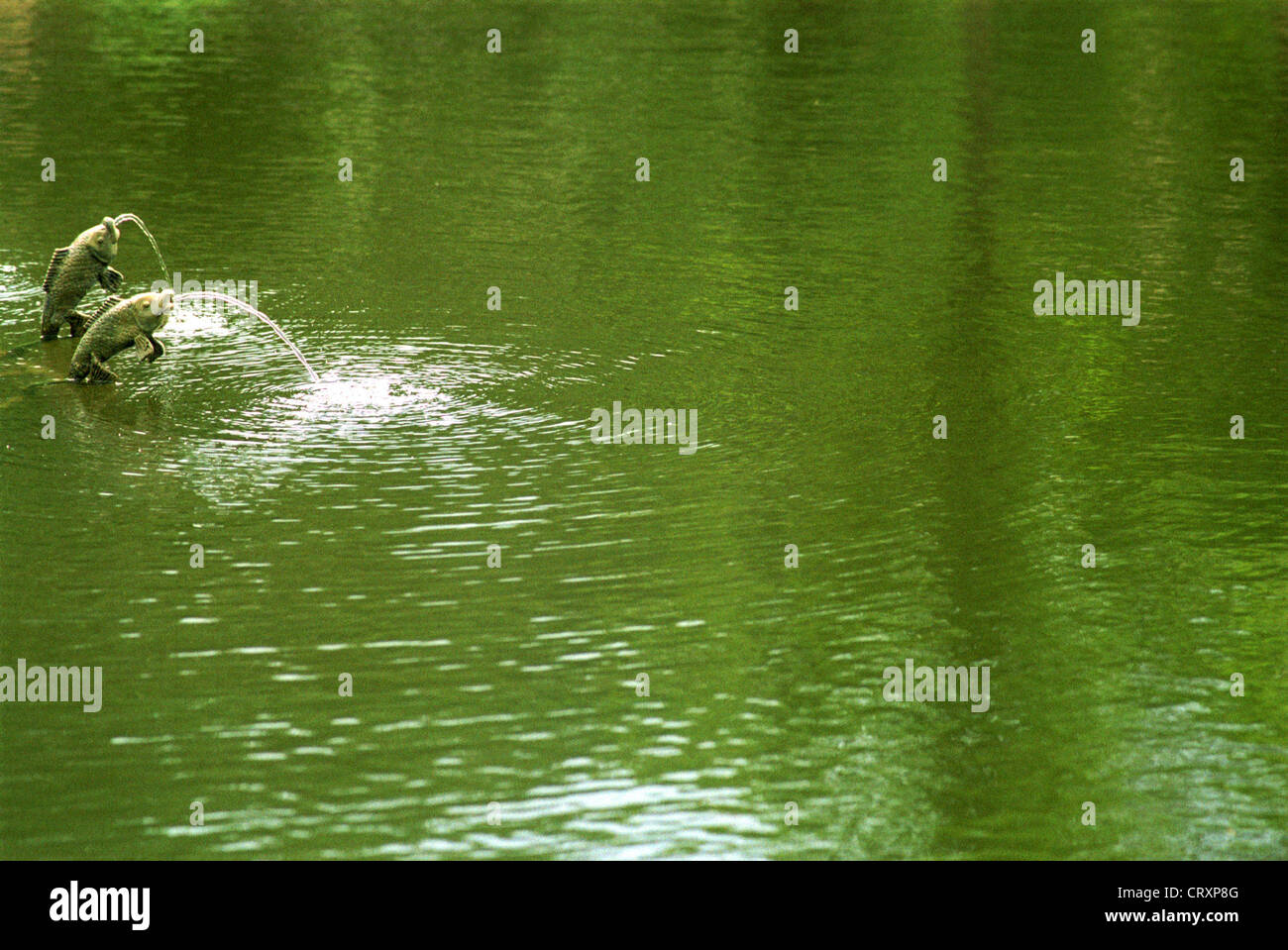 Pesce figure beccuccio acqua nello stagno, Brandenburg Foto Stock