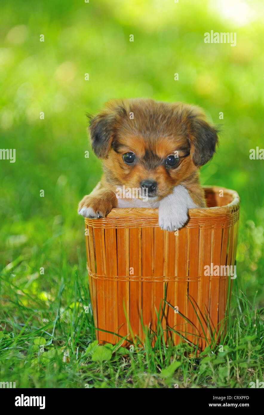Pekinese cucciolo di cane Foto Stock