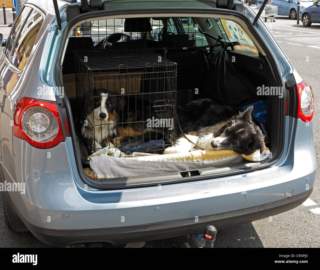 Due cani in auto Milton Foto Stock