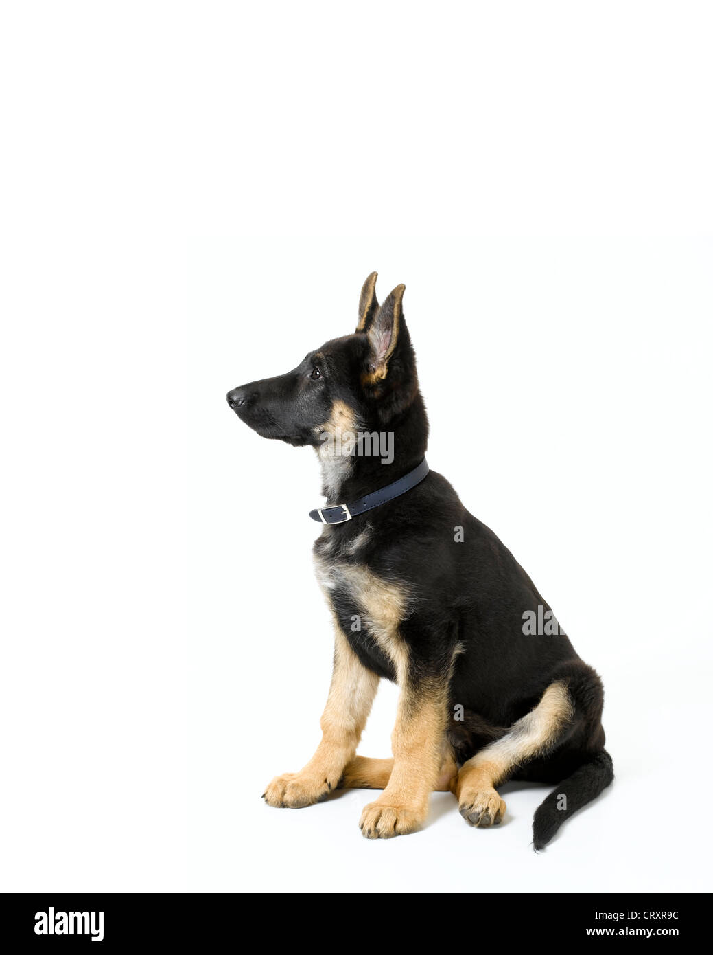 Pastore Tedesco cucciolo Foto Stock