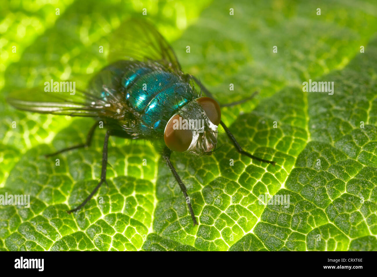 Greenbottle, Lucilia caesar, su una foglia, REGNO UNITO Foto Stock