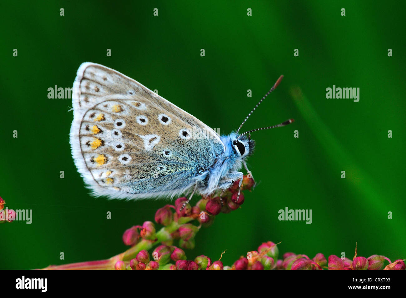 Comune di blue butterfly polyommatus icarus Foto Stock