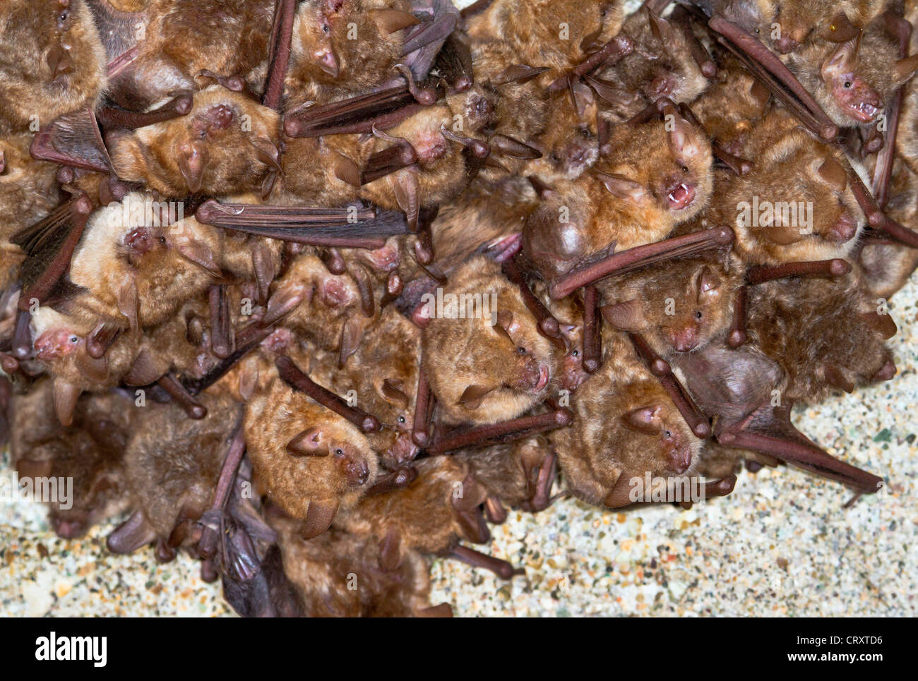 Una colonia del Geoffroy's pipistrelli (Myotis emarginatus) sul soffitto di un monastero abbandonato (Repubblica di Georgia). Foto Stock