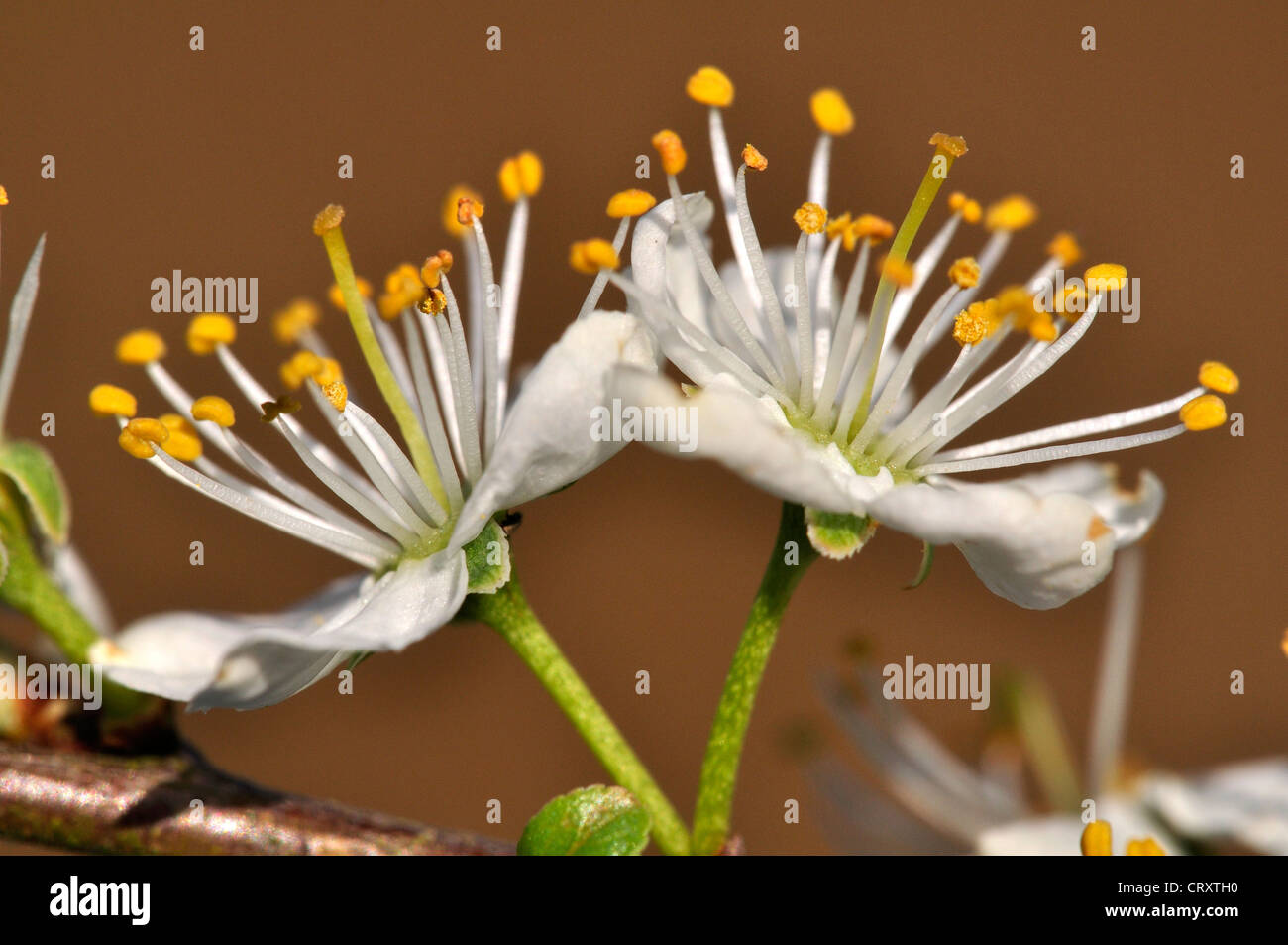Un close-up di prugnolo blossom REGNO UNITO Foto Stock