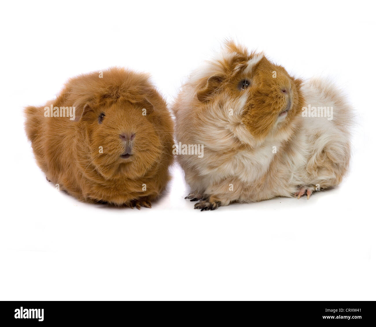 Due cavie su sfondo bianco Foto Stock