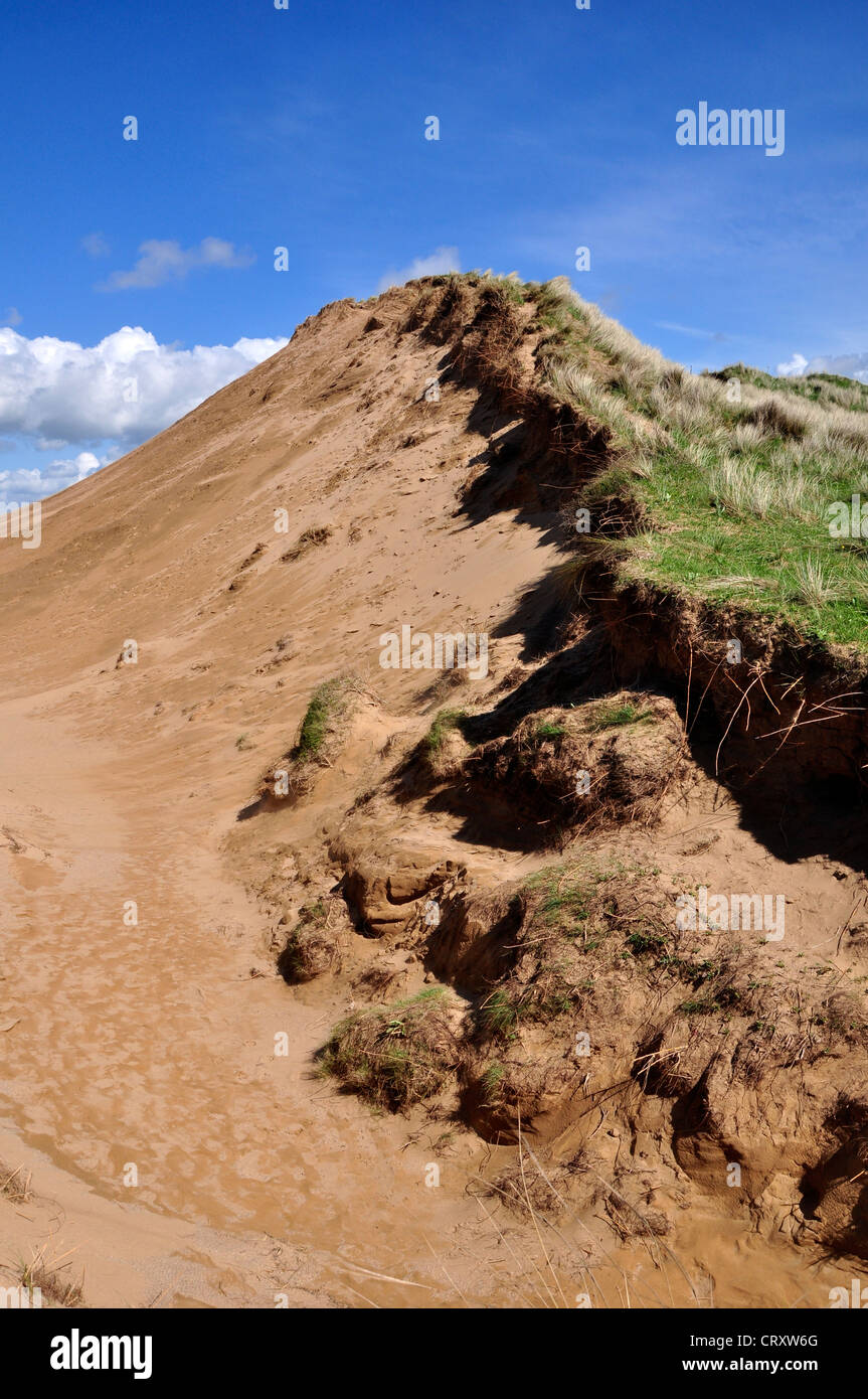 Una duna di sabbia a Braunton Burrows North Devon Regno Unito Foto Stock