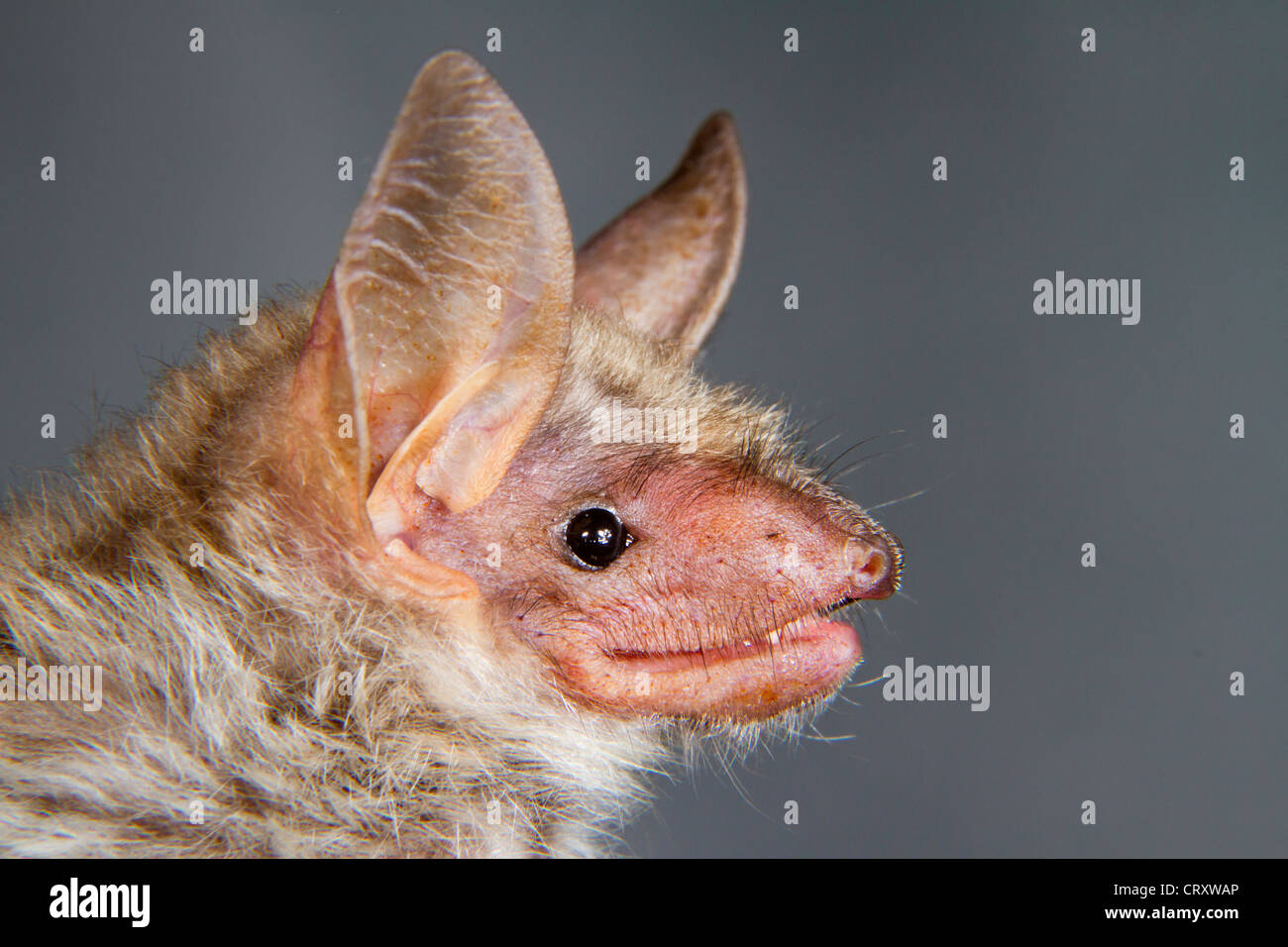 Ritratto di lesser mouse-eared bat (Myotis blythii), la Repubblica di Georgia, nel Caucaso. Foto Stock