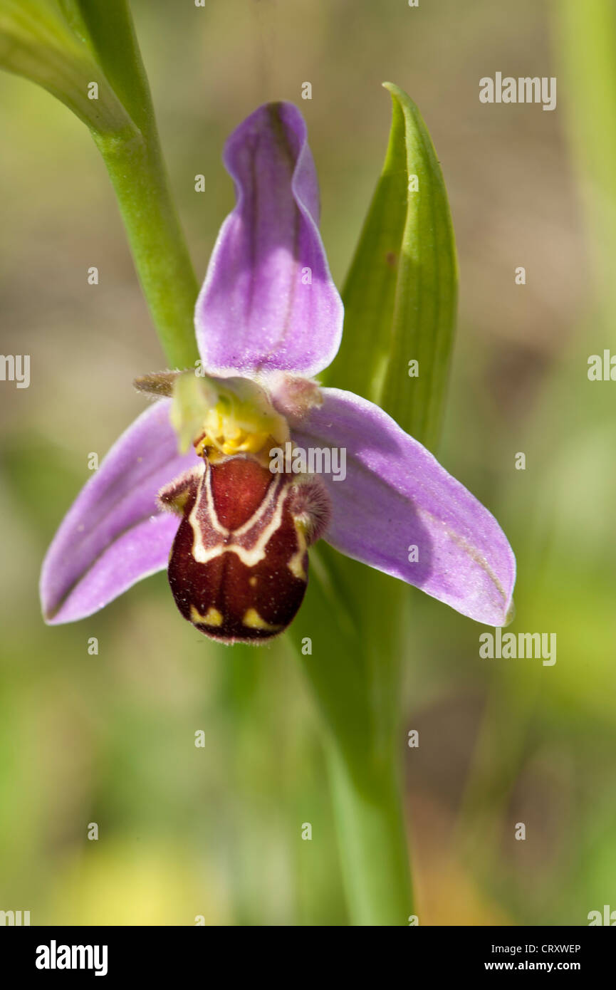 Close-up di Bee Orchid, Ophrys apifera, Wiltshire, Regno Unito Foto Stock