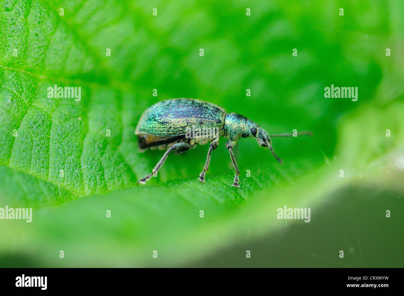 Curculione di ortica su Ortica foglie. Dorset, Regno Unito Giugno 2012 Foto Stock
