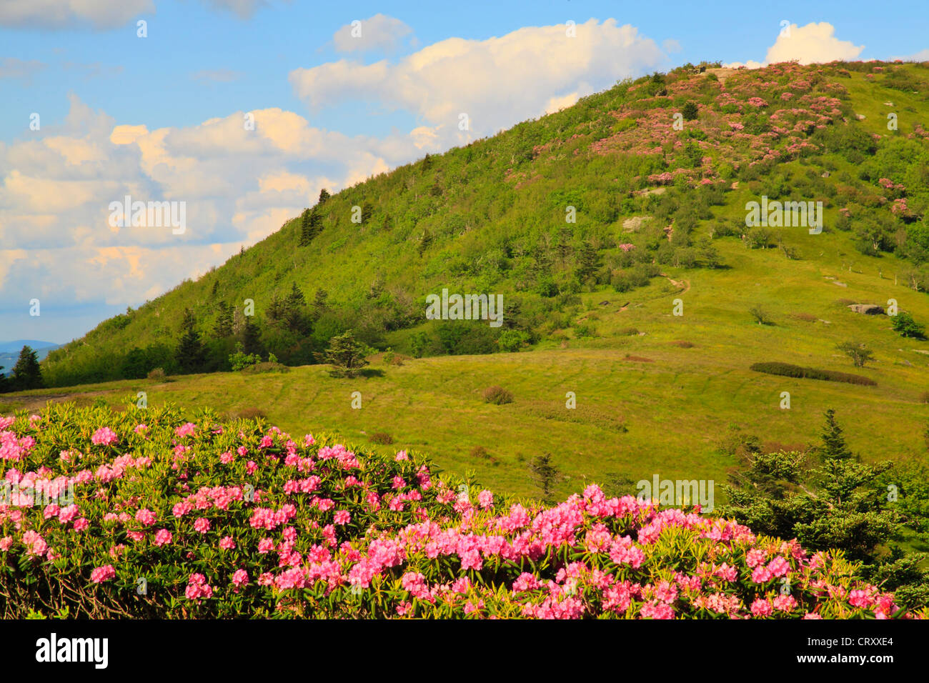 Lungo Appalachian Trail nel traferro del motore, guardare Jane Calvo, Stefano montagna, Carver il Gap, Tennessee / North Carolina, STATI UNITI D'AMERICA Foto Stock