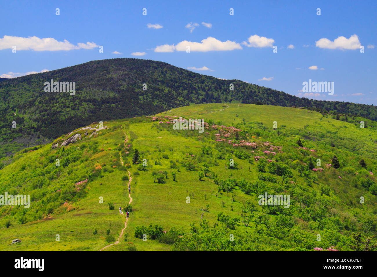 Lungo Appalachian Trail sul costone erboso, guardare Jane Calvo, Stefano montagna, Carver il Gap, Tennessee / North Carolina, STATI UNITI D'AMERICA Foto Stock