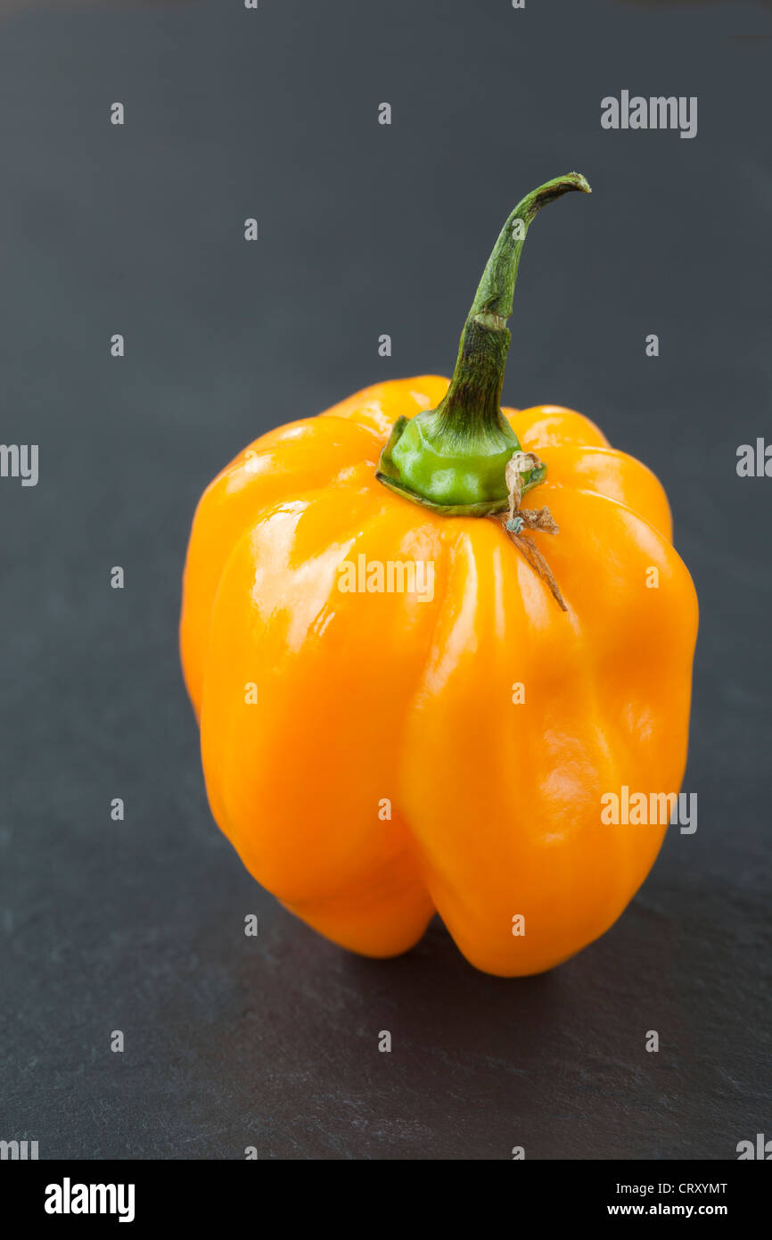 Scotch Bonnet Peperoncino Foto Stock