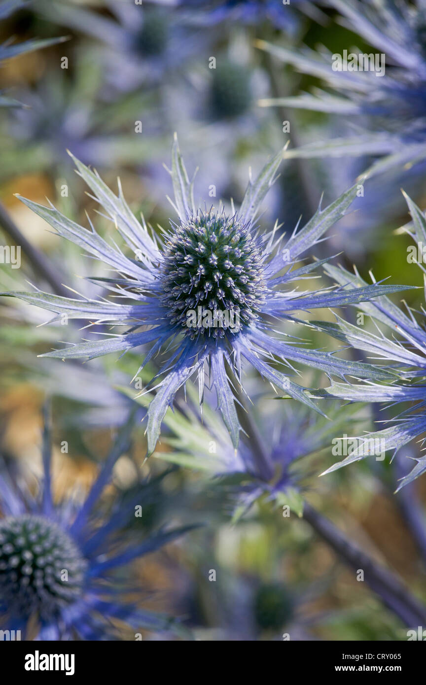 I fiori blu spiky di Eryngium x zabelii 'Jos Eijking' che crescono in un giardino di York. REGNO UNITO Foto Stock