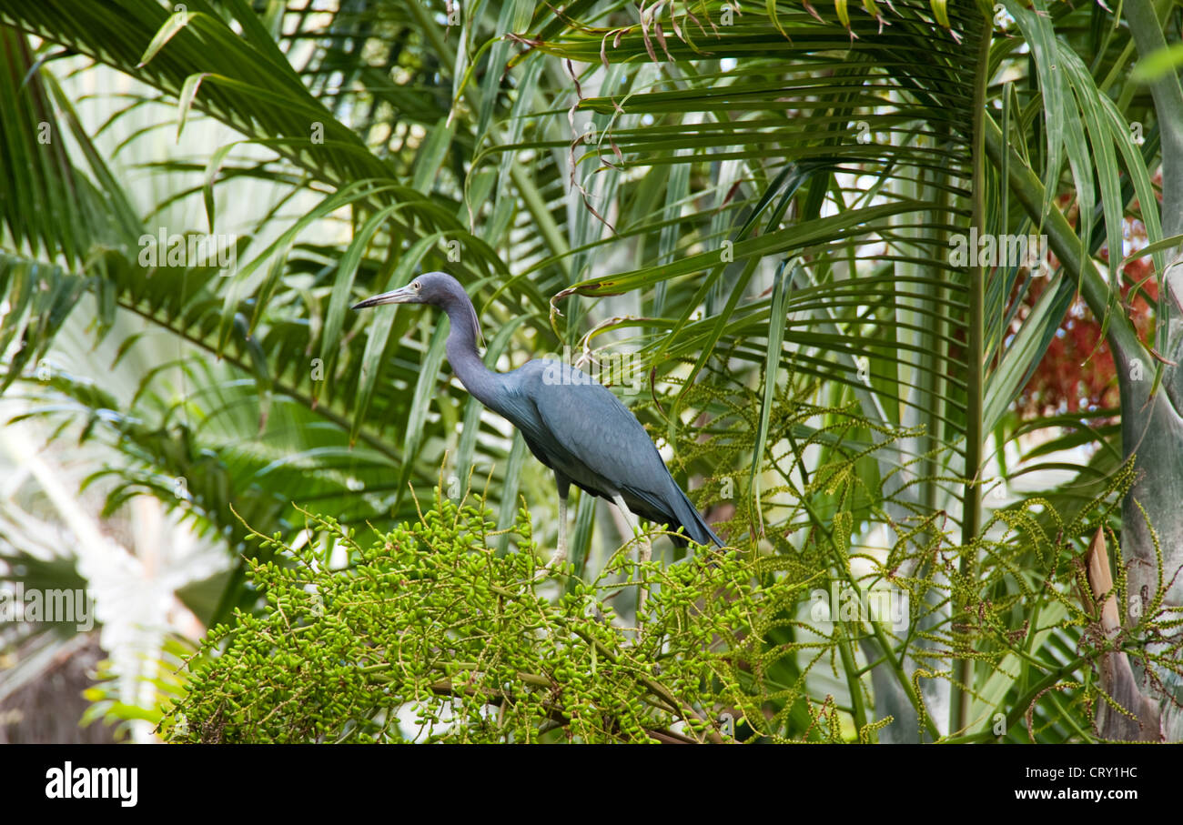 Piccolo airone cenerino sull'isola Grand Cayman Foto Stock