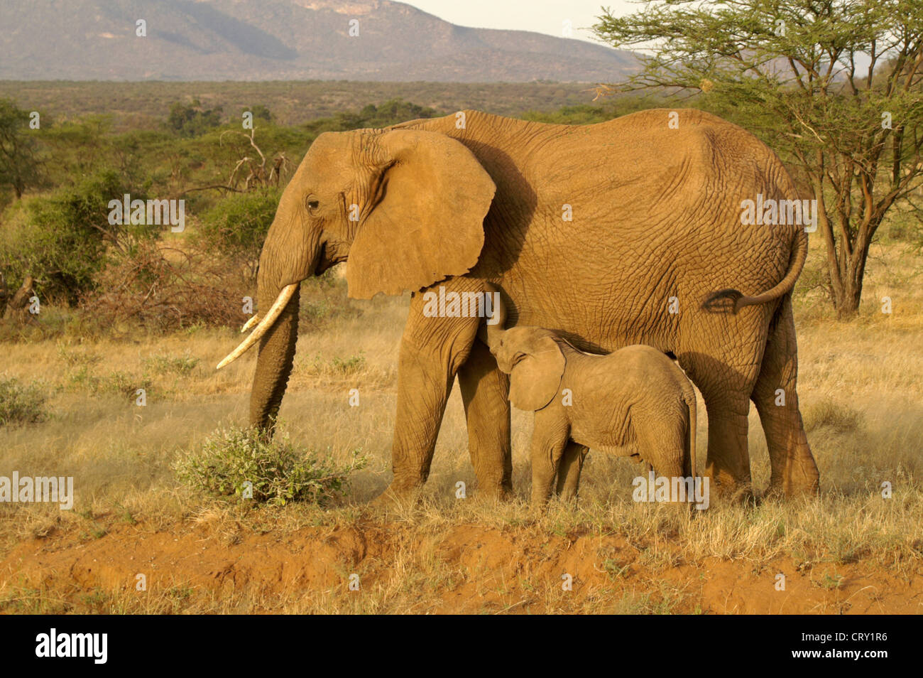 Elephant di vitello, infermieristica Samburu, Kenya Foto Stock