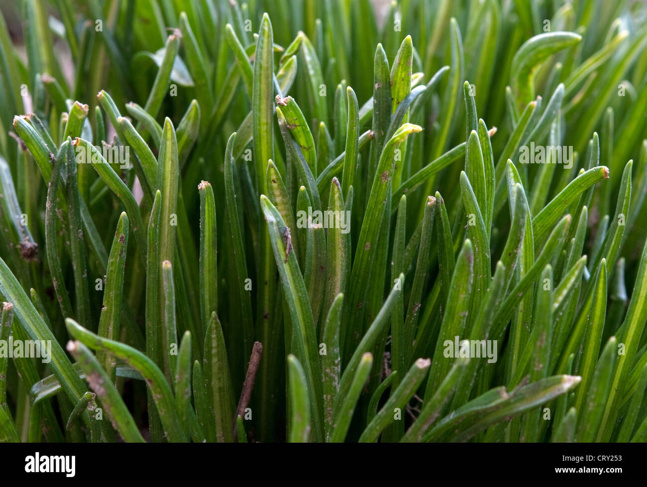 Un verde erba close up Foto Stock