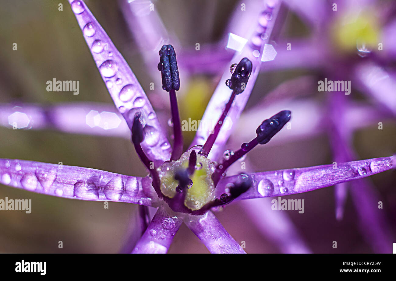 Viola allium flower close up macro mostra delle gocce di pioggia Foto Stock