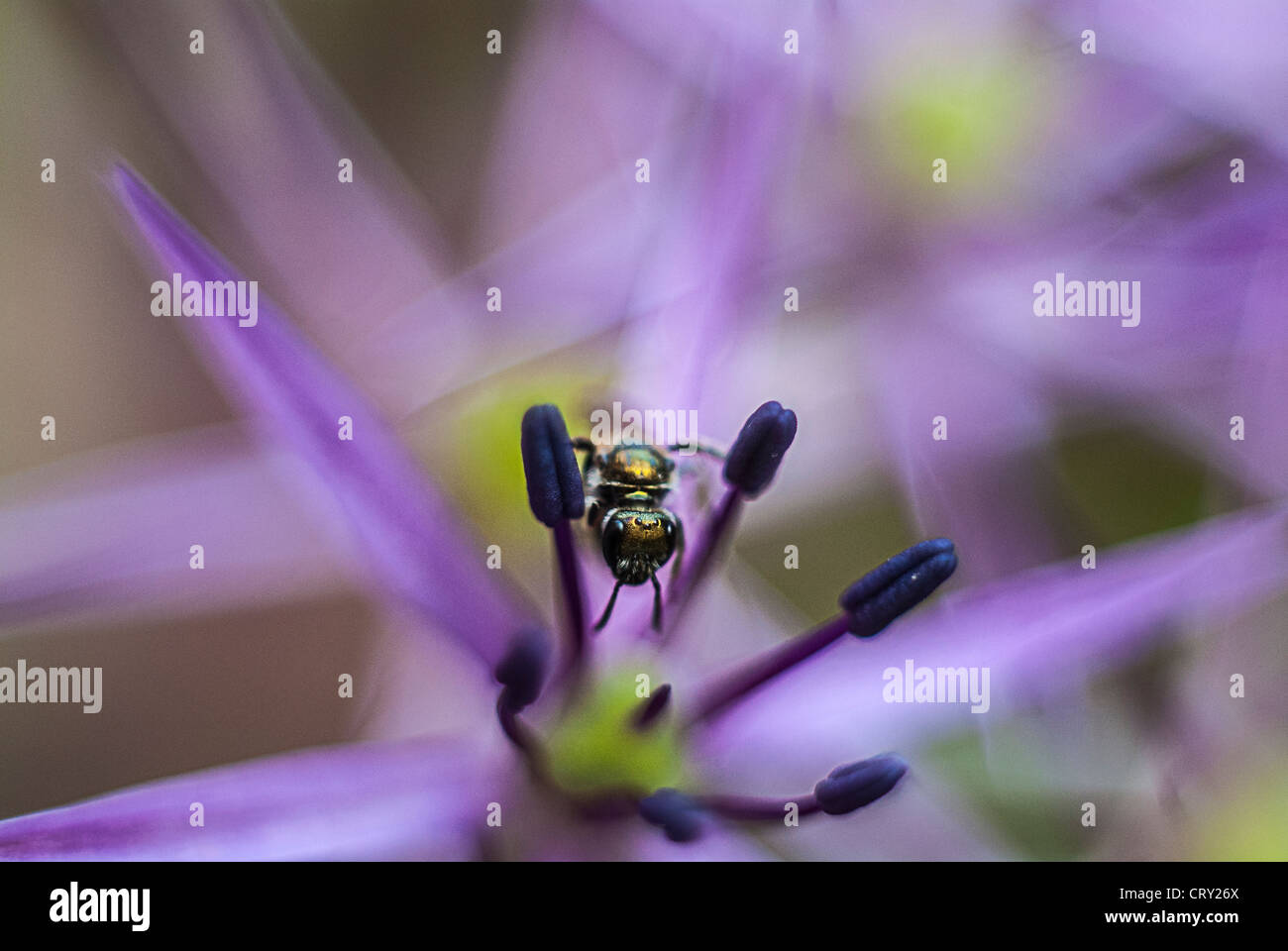 Viola allium flower close up macro mostra delle gocce di pioggia Foto Stock