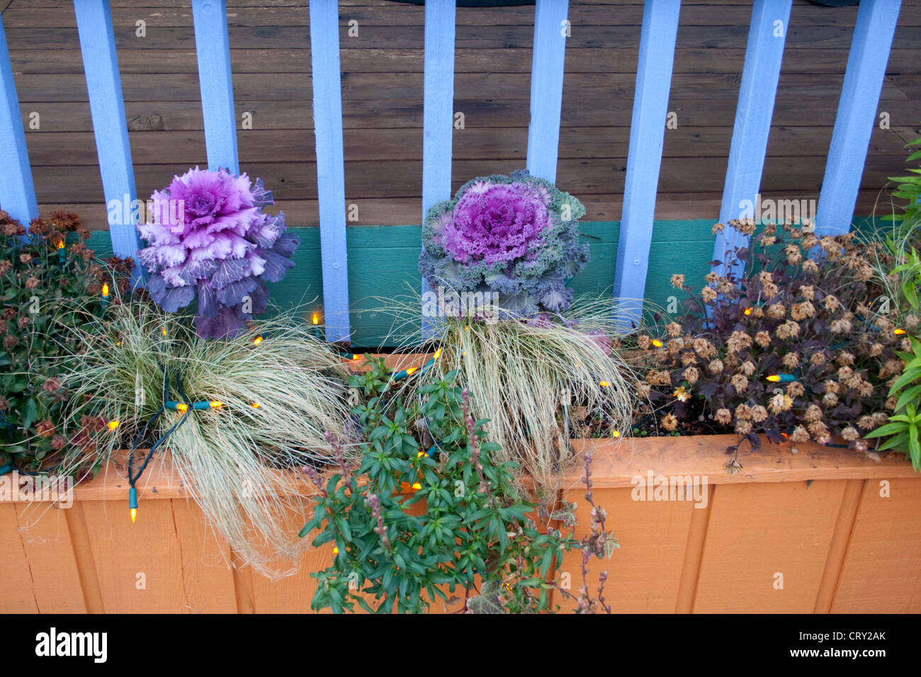 Fioritura ornamentali piante di cavolo cappuccio al Redbery bookstore e boutique. Cavo WI Wisconsin USA Foto Stock