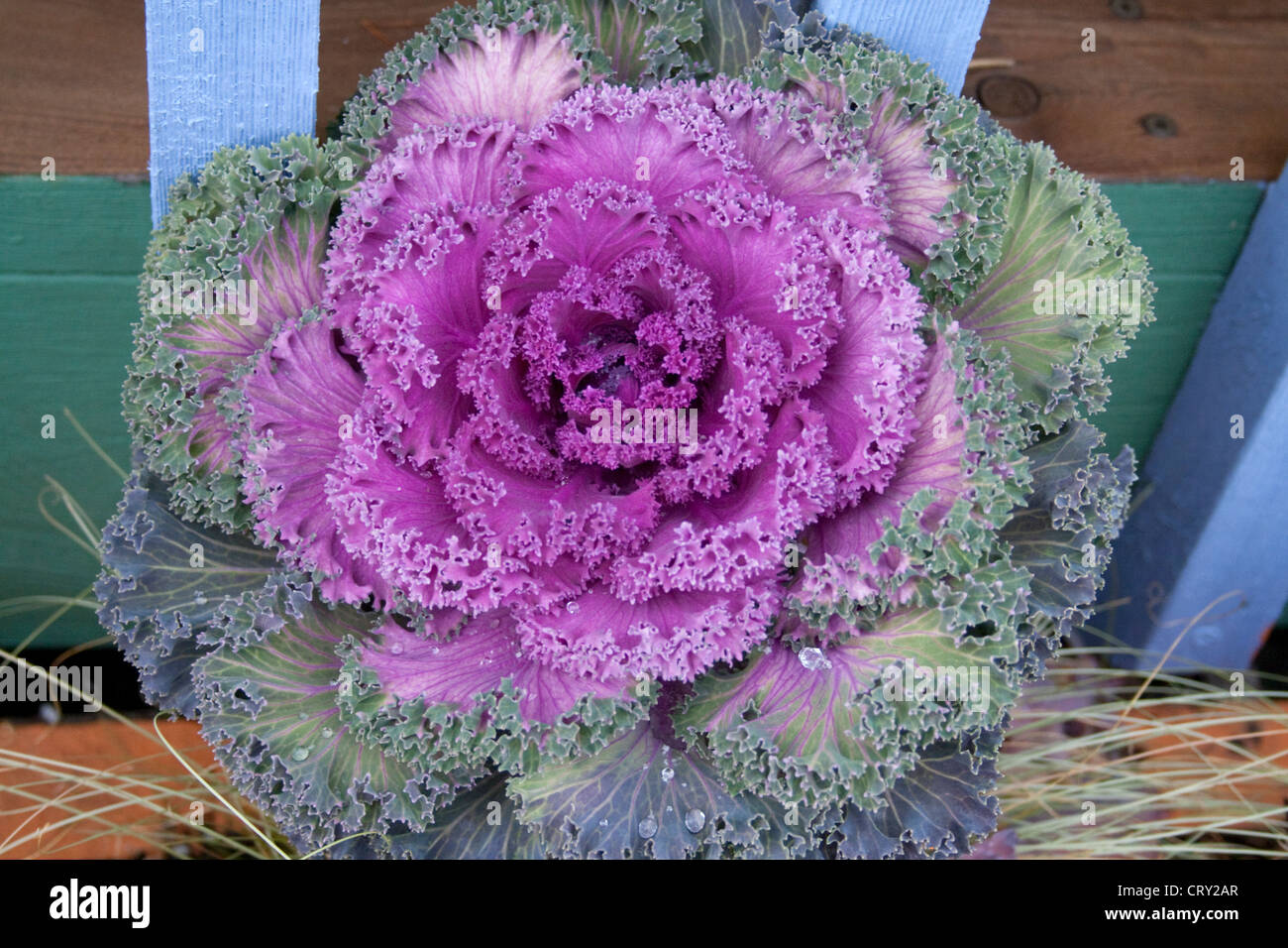 Fioritura ornamentali cavolo al Redbery bookstore e boutique. Cavo WI Wisconsin USA Foto Stock