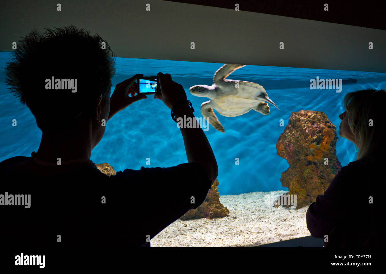 Visitatore prendendo un'immagine digitale di una specie in via di estinzione tartaruga verde a Monterey Bay Aquarium Monterey California USA Foto Stock